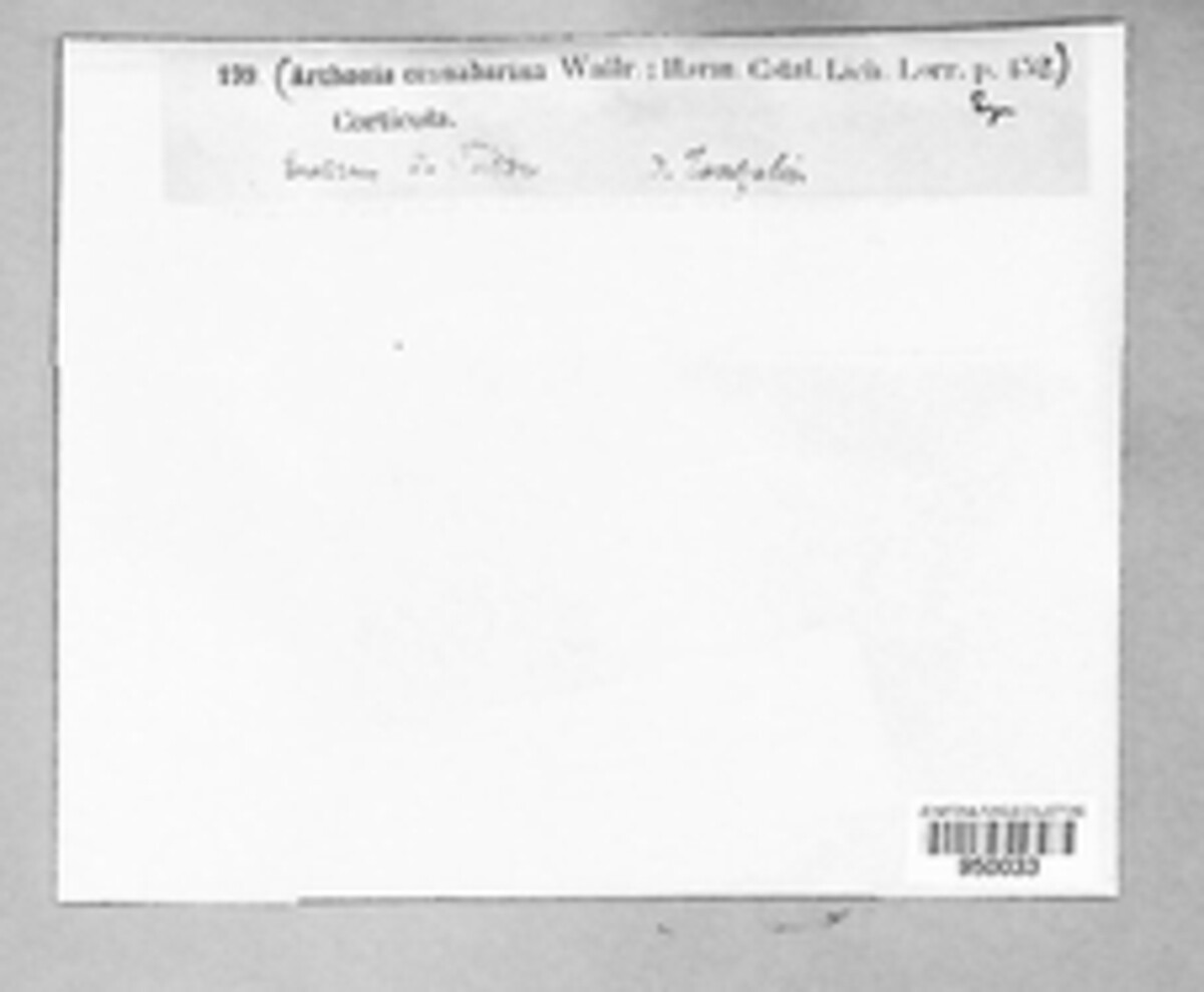 Coniocarpon image